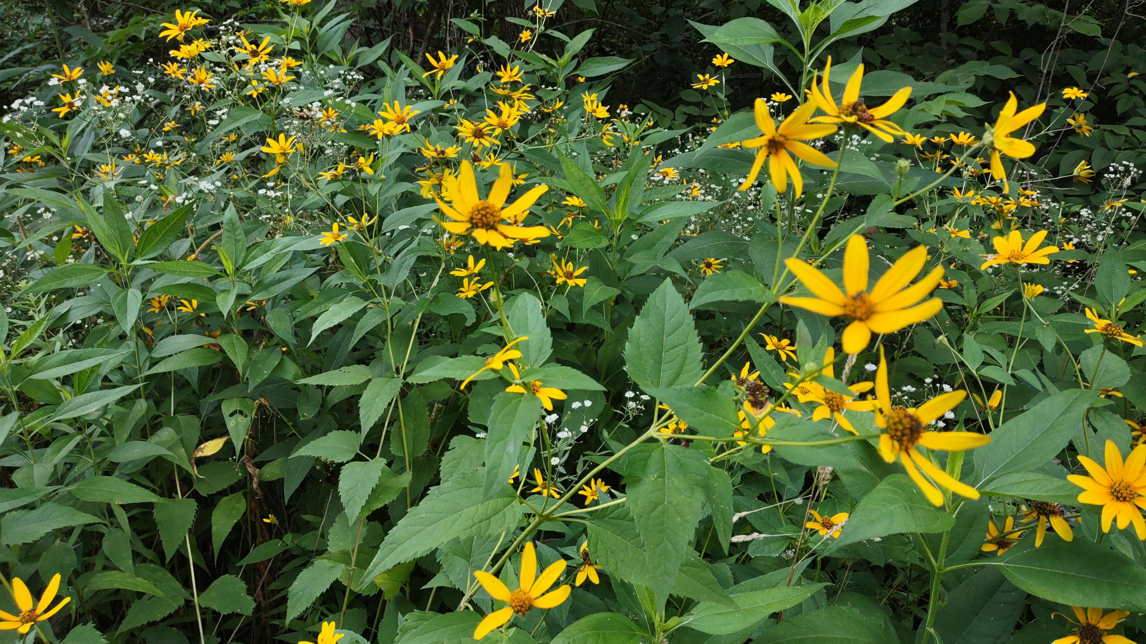 IMG_20220731_154303066