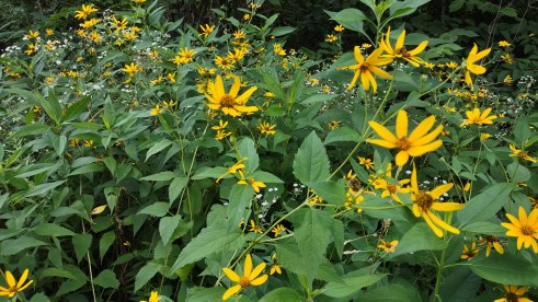 IMG_20220731_154303066