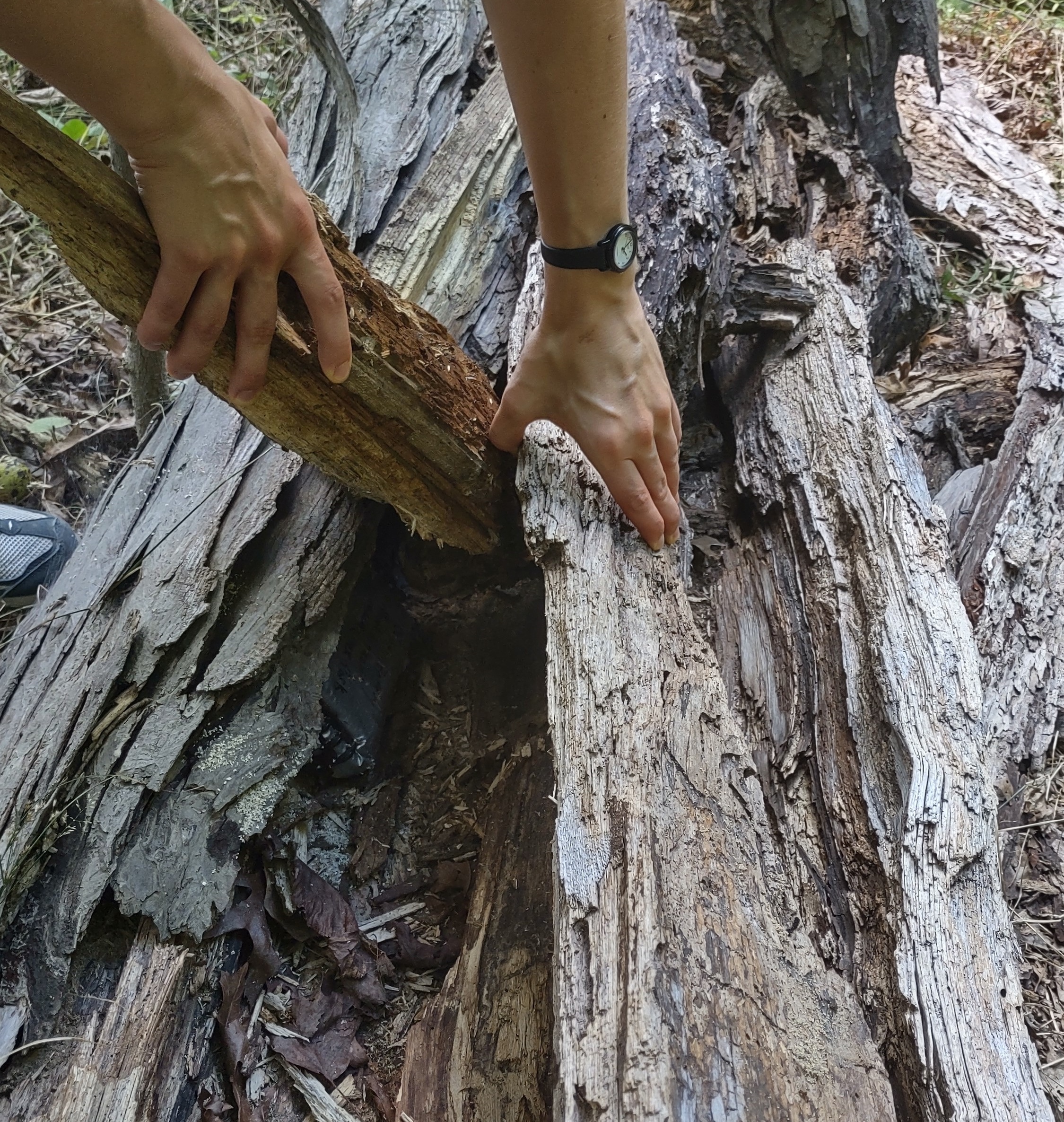 IMG_20220812_135625139_HDR