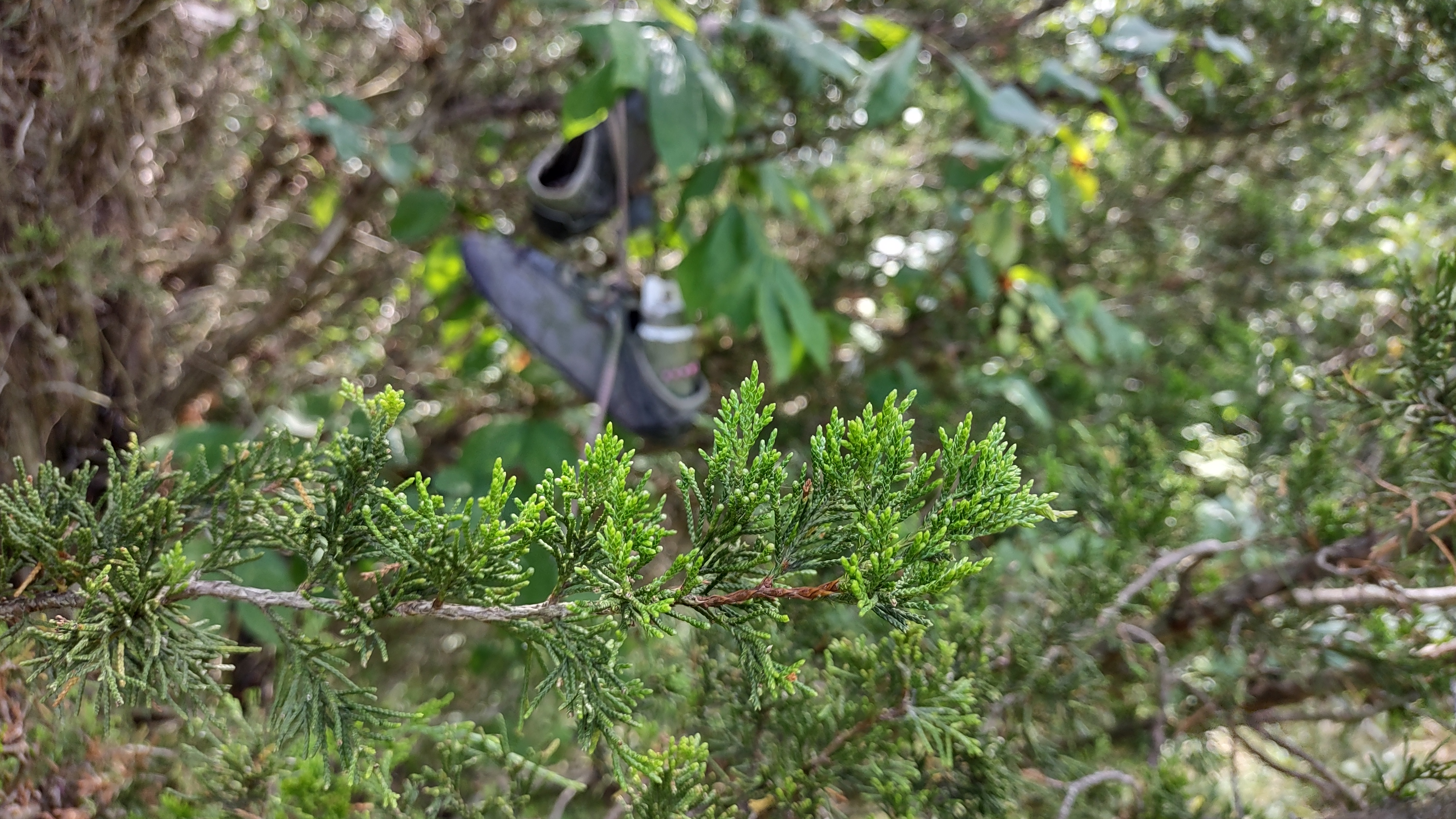 IMG_20220812_151211772_HDR