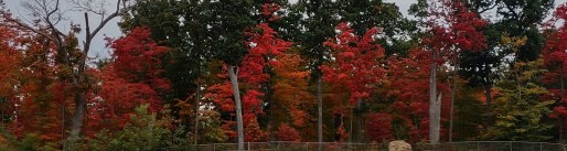 IMG_20221006_085544615_HDR