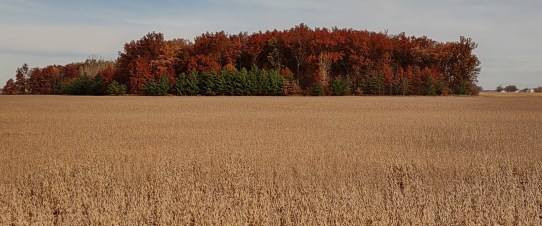 IMG_20221028_102647260_HDR