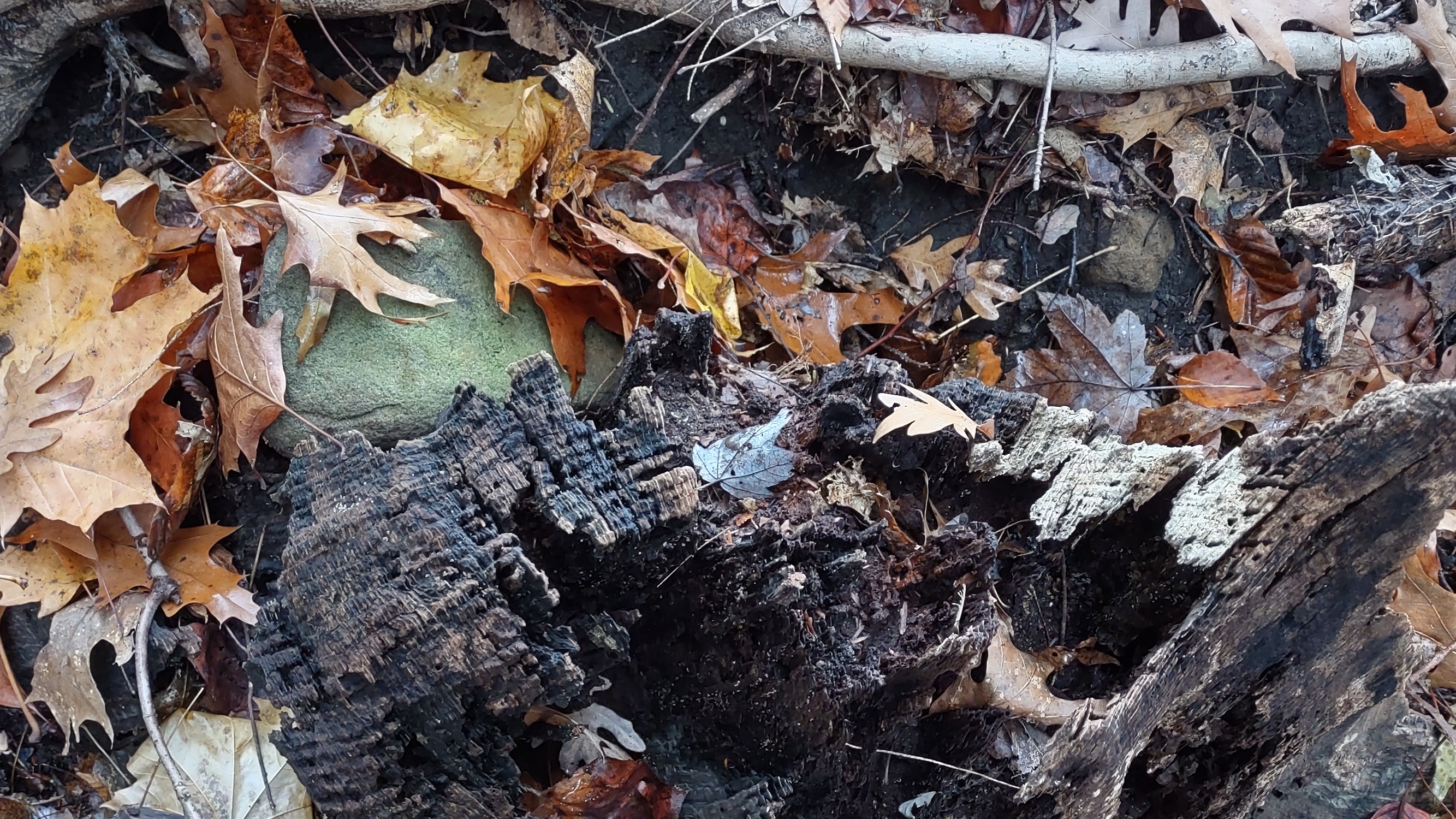 IMG_20221112_104806286_HDR