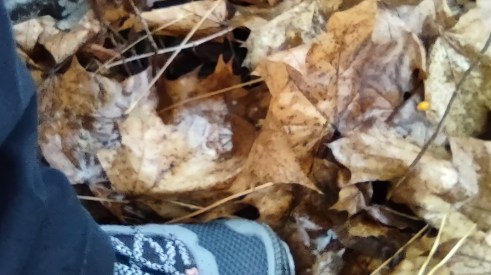 IMG_20221112_164316505