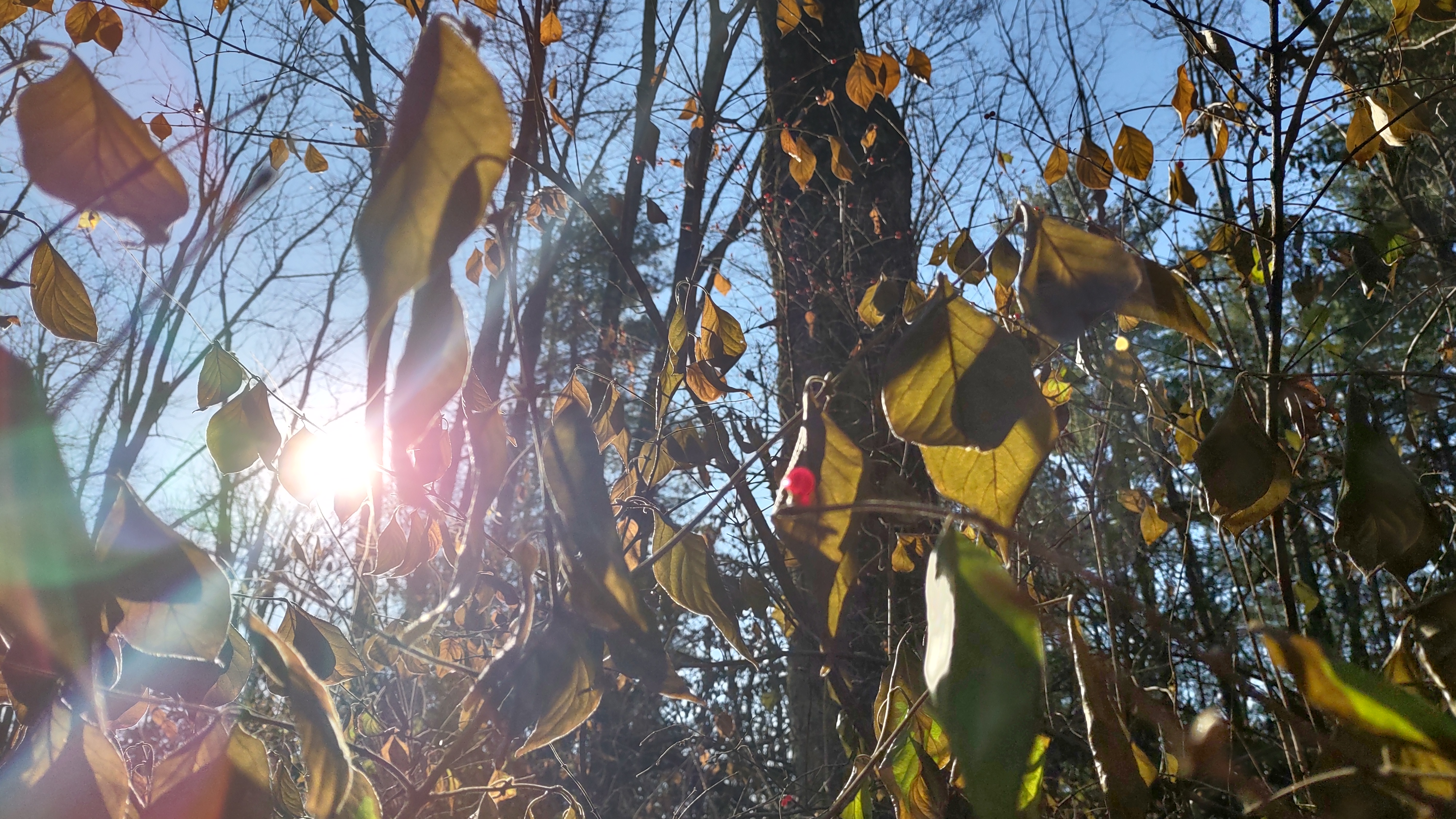 IMG_20221203_101430044_HDR