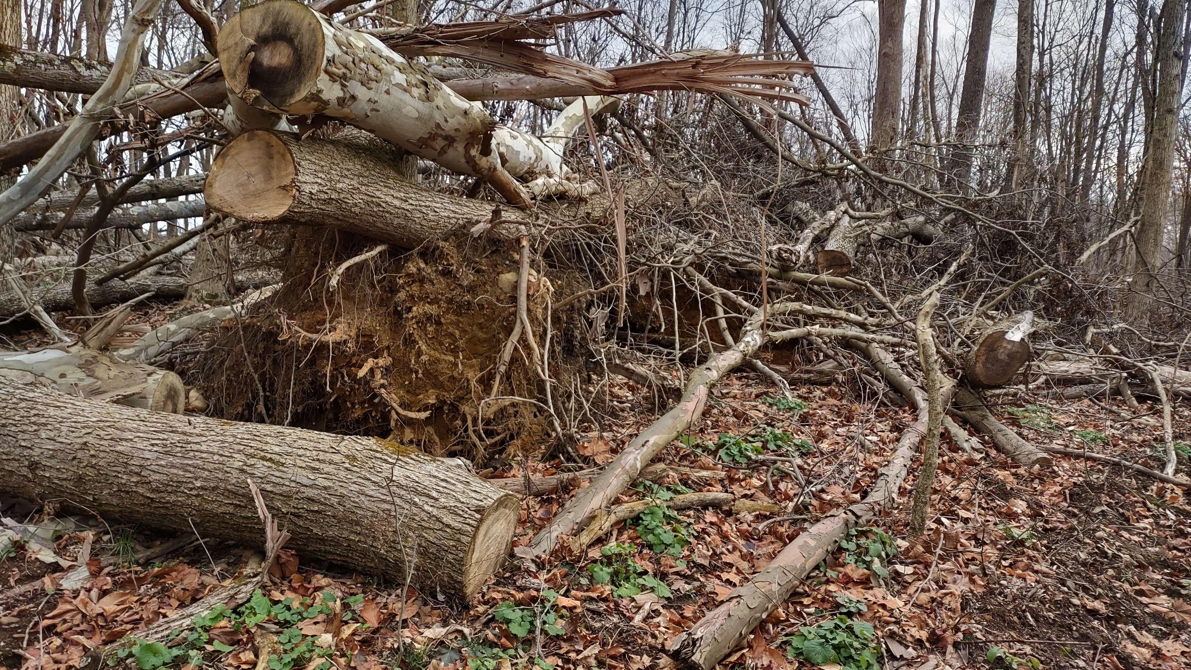 IMG_20230109_141134377_HDR